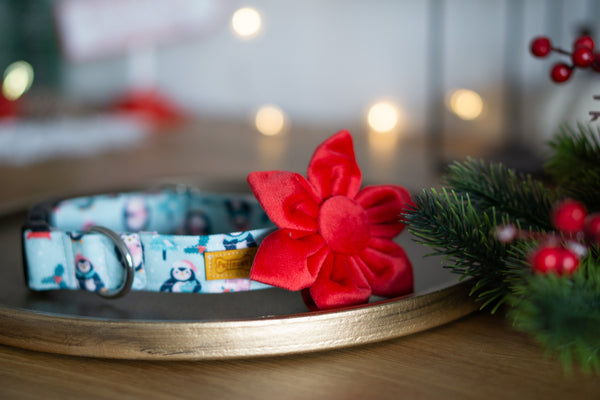 Hundeschleife Weihnachtsstern - Samt blue